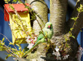 Papagaio na árvore florescente