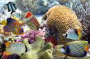 Peixes Tropicais e Recifes de Coral