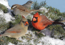 Pássaros em um comedouro no inverno