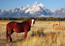 Cavalos em Grand Teton Np