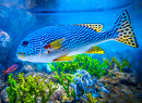 Peixes coloridos nadando no aquário