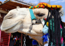 Camel Face, Núbia, Egito