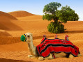 Camelo nas Dunas de Areia