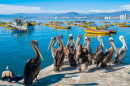 Pelicans no Porto de Coquimbo
