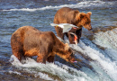 Grizzly Bears Pesca em Brooks Falls