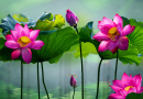 Flor de lótus rosa bonita no lago