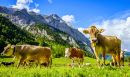 Vacas no Eng Alm na Áustria