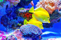 Peixe tropical Tang amarelo