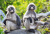 Macacos de folha escura