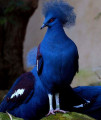 Blue crowned pigen