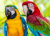 Closeup Face de Arara Pássaros Coloridos