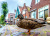 Pato e casas tradicionais em Volendam