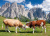 Vacas pastando nas Dolomitas