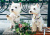 West Highland White Terriers no banco