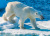 Urso Polar Caminhando no Gelo, Noruega