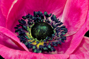Macro de uma flor de anêmona rosa