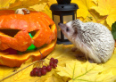 Halloween Jack-o'-Lantern e Little Hedgehog