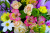 Alstroemeria, Rosas e Crisântemo Flores