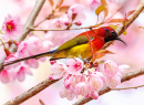 Pássaro solar colorido em uma cerejeira florescente