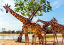 Girafas no Safari Park