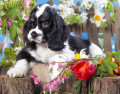 Cocker Spaniel Americano Filhote de Cachorro e Flores