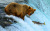 Urso Grizzly capturando salmão em uma cachoeira
