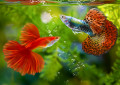 Peixe Guppy
