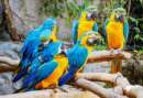 Pássaros de Arara Azul no Parque