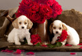 Cocker Spaniel Filhotes e Rosas Vermelhas