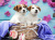 Jack Russell Terrier Cães em uma cesta