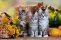 Adorável Maine Coon Gatinhos