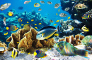 Peixes tropicais em um recife de coral