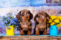 Dois filhotes de cachorro Dachshund