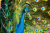 Um pavão macho mostrando suas penas
