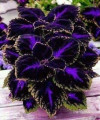 purple coleus