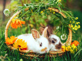 Coelhinhos bonitos do bebê em uma cesta