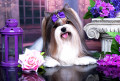 Bonito Biewer Yorkshire Terrier