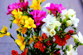 Flores Freesia