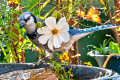 Bluejay no banho de pássaro