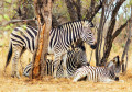 Família Zebra Relaxando na Sombra