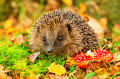 Ouriço europeu e um agaric mosca