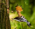 Hoopoe alimentando seu filhote