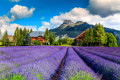 Campo de Lavanda de Verão, Áustria, Europa