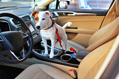 Jack Russell Terrier no carro