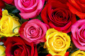 Rosas Lindas