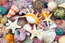 Conchas coloridas, estrelas do mar e pérolas