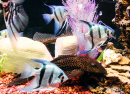 Peixes coloridos em um aquário de recife