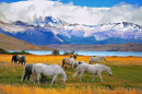 Cavalos bonitos no Parque Nacional Torres del Paine