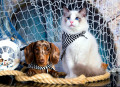 Filhote de cachorro Dachshund e gatinho Ragdoll