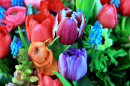 Buquê de primavera com ranúnculo, tulipas e anêmonas em cores brilhantes